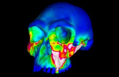 Earliest members of genus Homo may have ditched hard foods on the road to becoming human